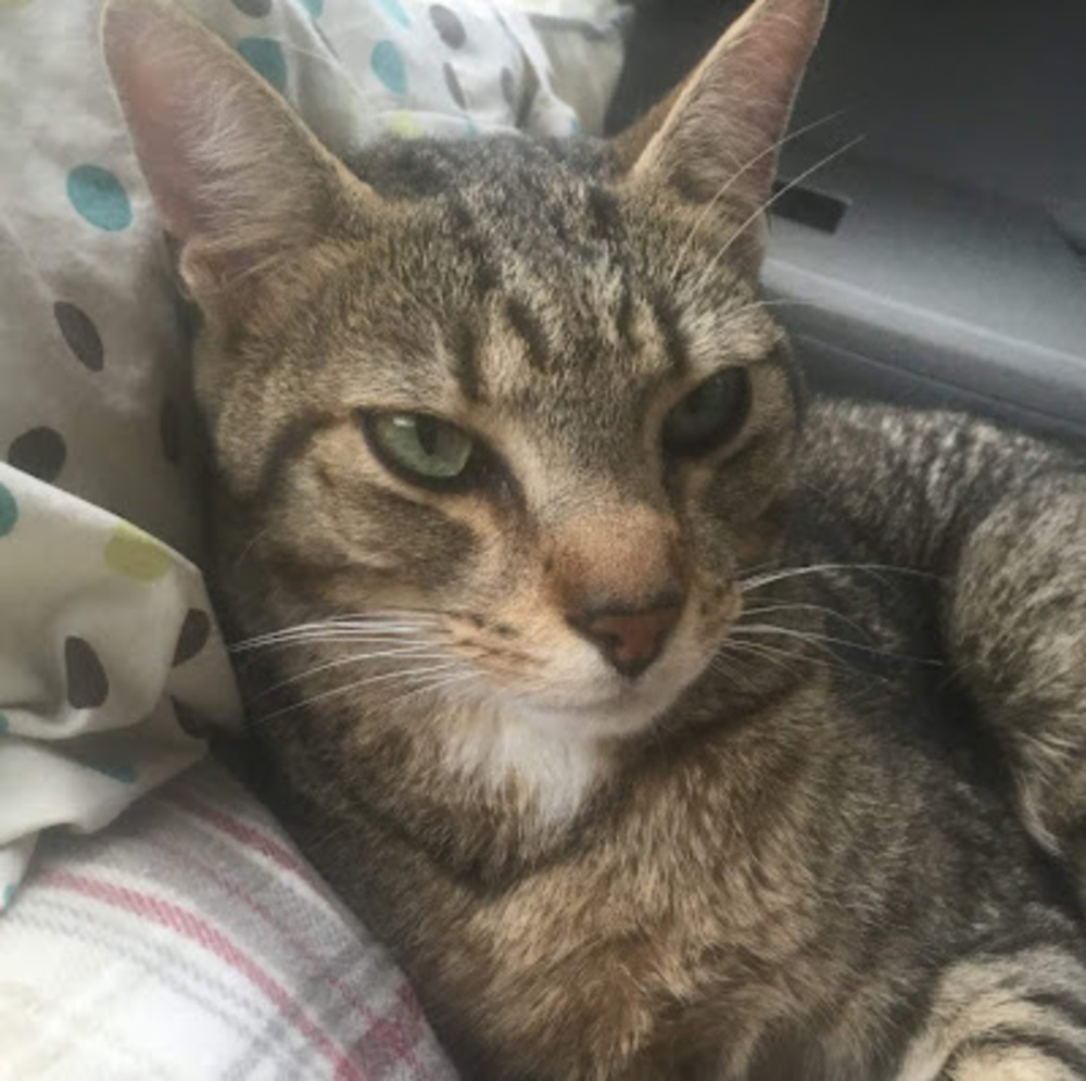 Meet your Posher, Cece